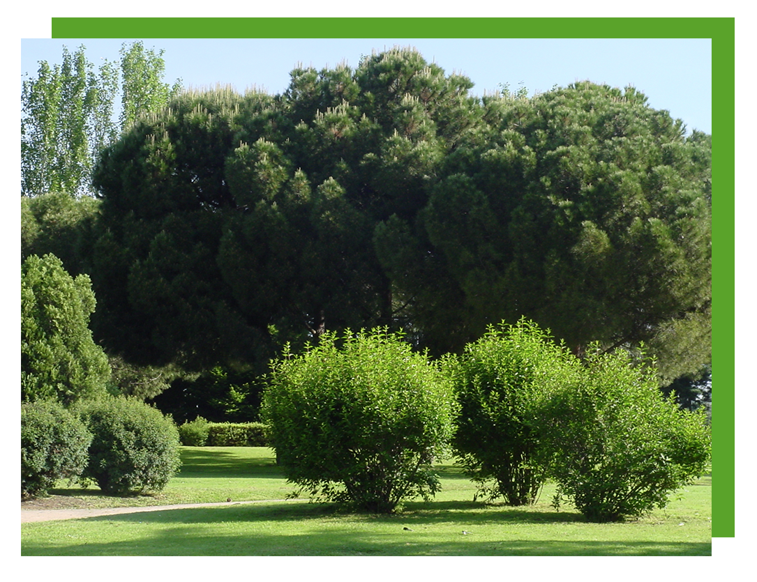 Paisaje de la Ciudad Universitaria de Madrid